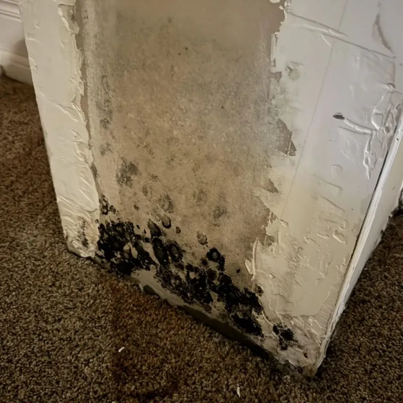 Professional Mold Removal in Devola, OH
